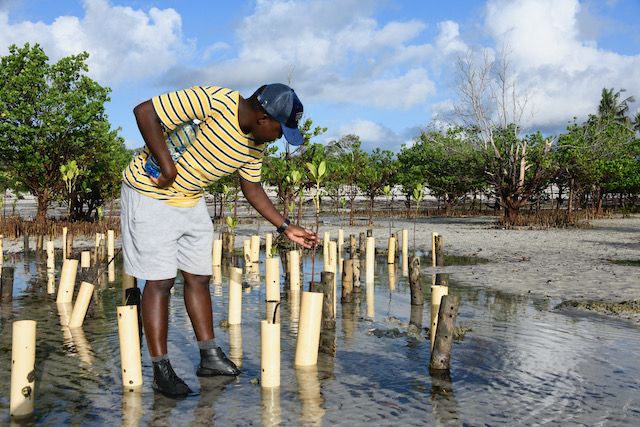 Mangroveskogen i Kenya